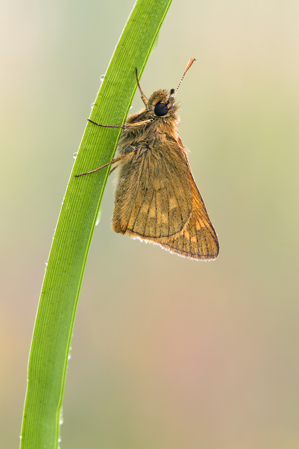 Large Skipper 1